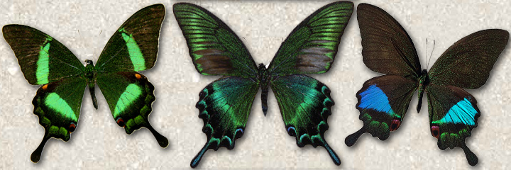 Achillides