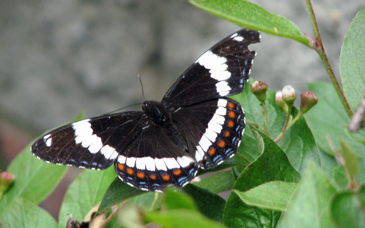 larvae