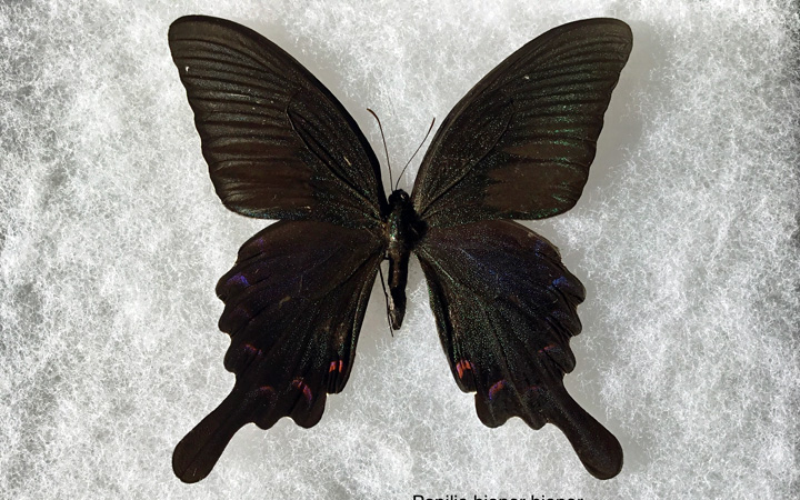 Bianor