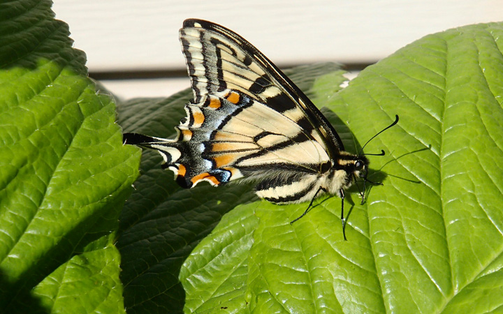 larvae