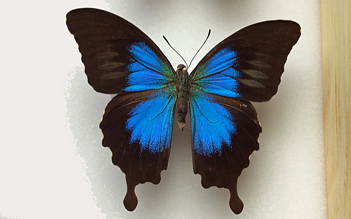 montrouzieri