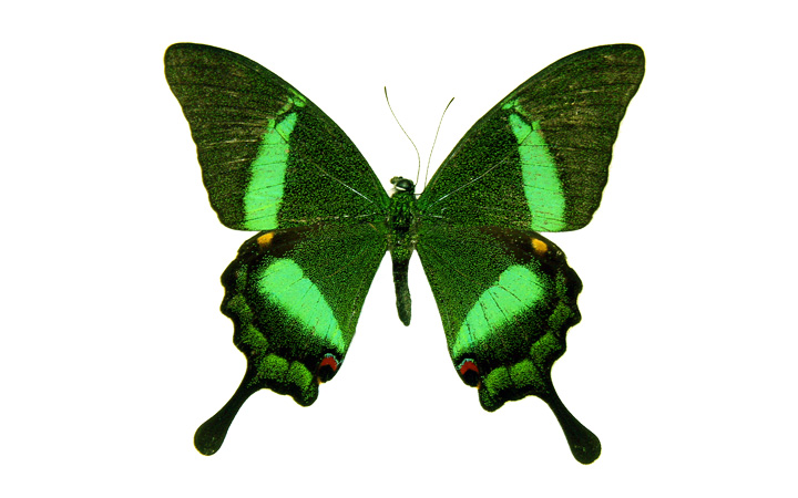 Palinuris