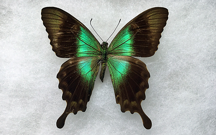 Peranthus