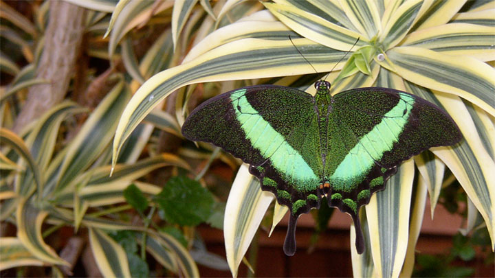 P. palinurus